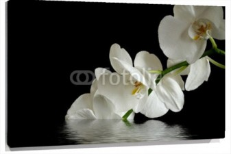 Lienzo Orquideas blancas en fondo negro